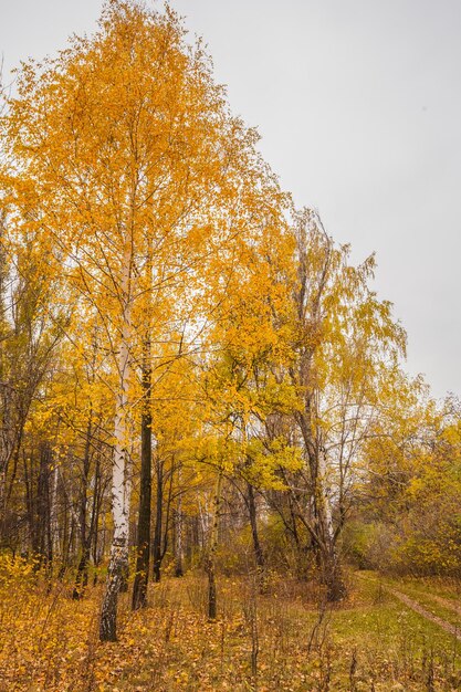 Pathway in the autumn park