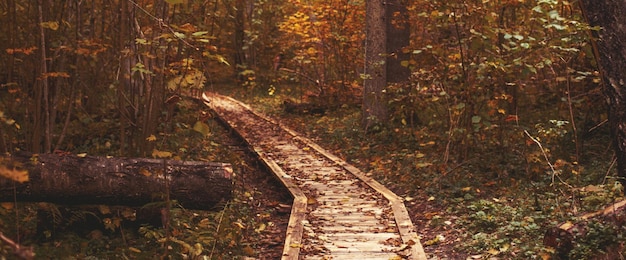 Pathway in the bright forest Autumn falling leaves