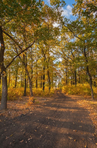 Pathway in the foggy autumn park