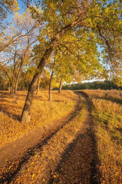 Pathway in the foggy autumn park