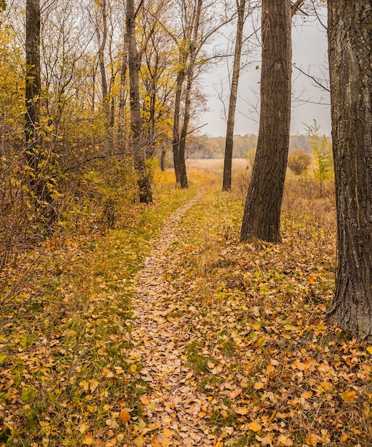 Pathway in the forest