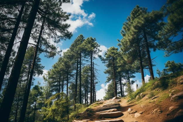 Pathway in the middle of tall trees with a blue sky