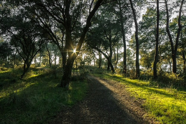 Pathway in Spain