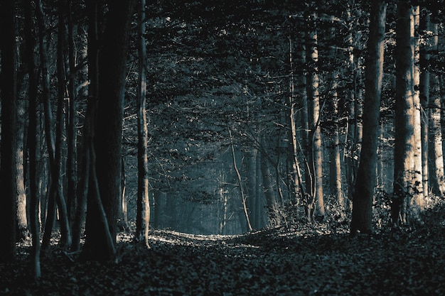 Pathway through the forest