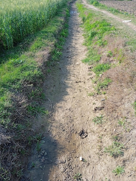 Photo pathway with green field