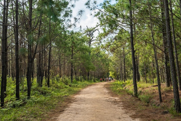 Pathway with pine forest at Phu Kradueng National Park Loei province Thailand