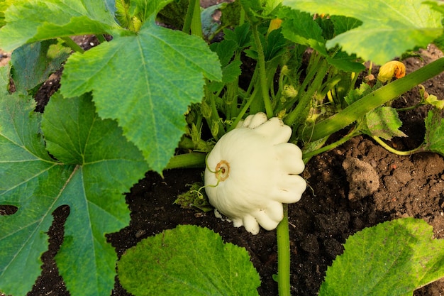 Patisson has just grown up on a garden bed Bush pumpkin Harvesting Gardening