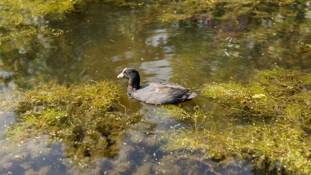 Photo pato nadando sobre el rio amstel en amsterdam