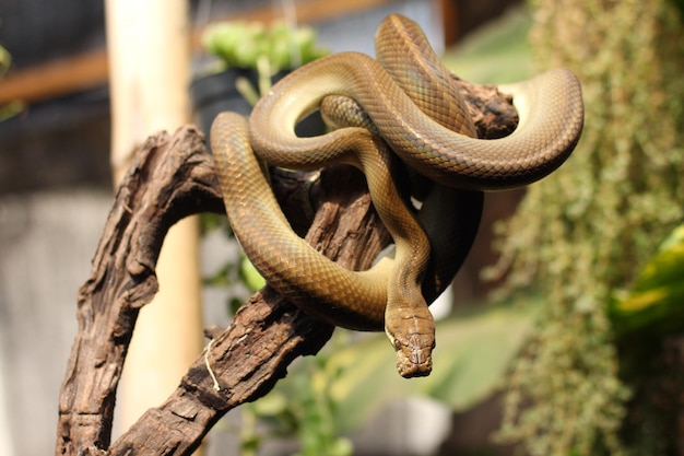 Patola python snake also known as the scrub python is a species of nonvenomous snake