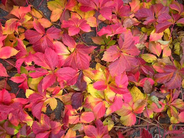 Pattern of autumn leaves of different colors, red, orange, yellow, green