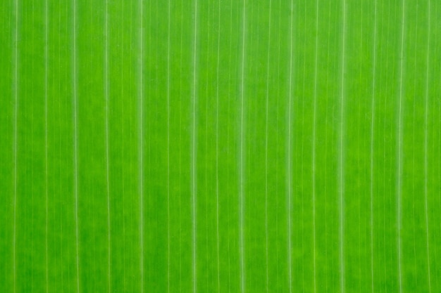 Pattern for banana leaf