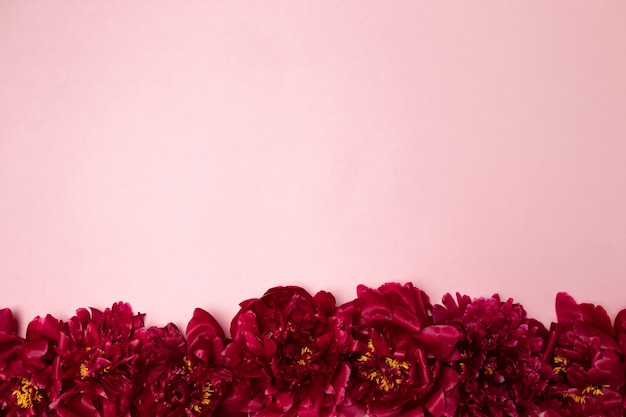 Pattern of beautiful aromatic fresh red peonies on pink 