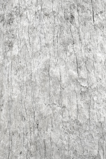 Photo pattern of dried light grey bark wood in thailandcracked wood texture big tree surfacetemplate for designabstract backgroundpatternspace for workbannerwallpaperclose upvertical