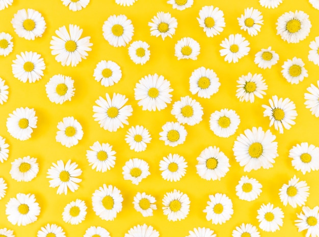 Pattern from chamomile flowers on a yellow background.