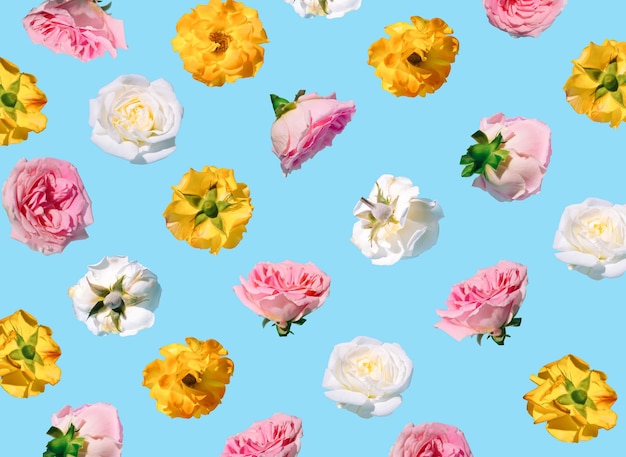 Pattern made with pastel pink rose flowers on blue background Minimal spring concept 8 March idea