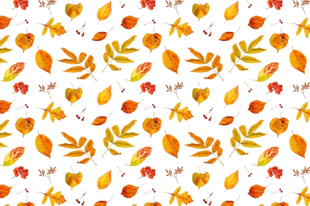 Pattern of natural orange autumn leaves and berry on a white background as a backdrop or texture Fall wallpaper for your design Top view Flat lay