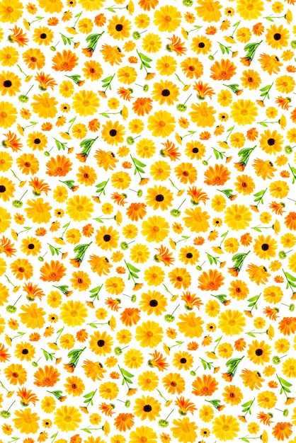 Pattern of orange flowers of calendula on a white background as a backdrop or texture Spring summer wallpaper for your design Top view Flat lay