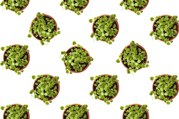 Pattern of pots with microgreen on a white background