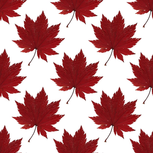 Pattern red maple leaf herbarium