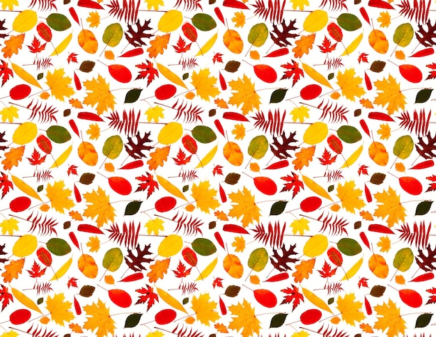 Pattern with autumn leaves colorful leaves on a white background