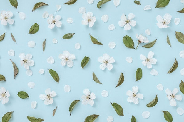 Pattern with flowers and leaves of blooming sweet cherry on a bright blue background. Spring concept and background image for holiday invitations. Top view.