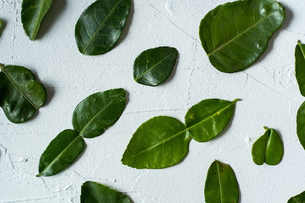 Pattern with fresh lime leaves over white concrete background.