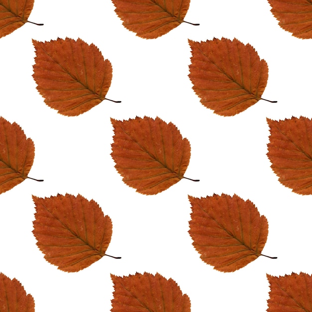 Pattern yellow autumn leaf herbarium