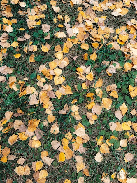 A pattern of yellow and beige leaves on a background of green grass Fallen leaves on the ground It has come very soon Top view