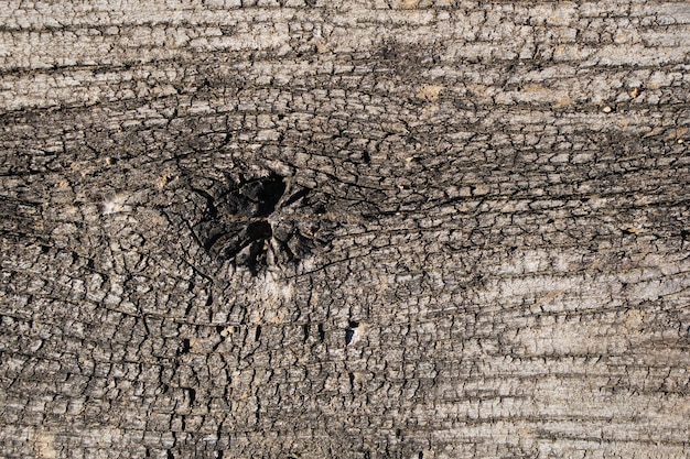 Patterned old decayed wood background