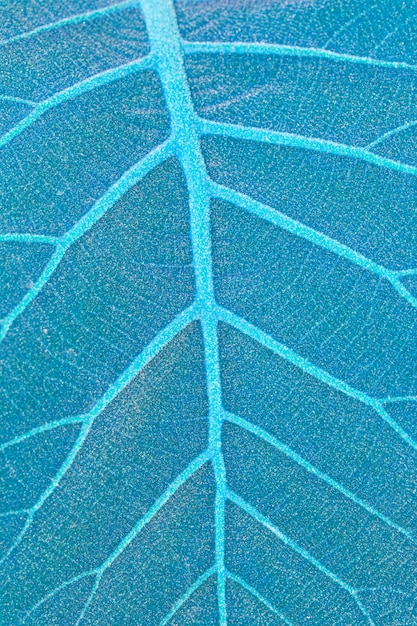 Patterns on leaves in nature