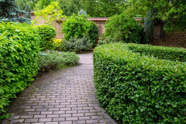 Paved alley in a landscape park among trimmed green bushes Resting place public park in the city