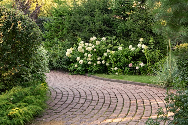 Paved alley of the park with flowering hydrangea bushes. Landscaping.