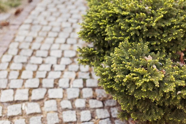 Pavement road and green spruce bush