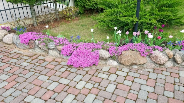 Pavement of tiles and a border of stones overgrown with red phlox flowers