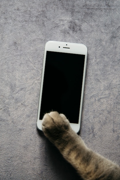 Paw of cat with smartphone