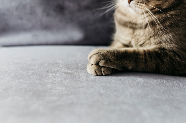 Paws of gray cat