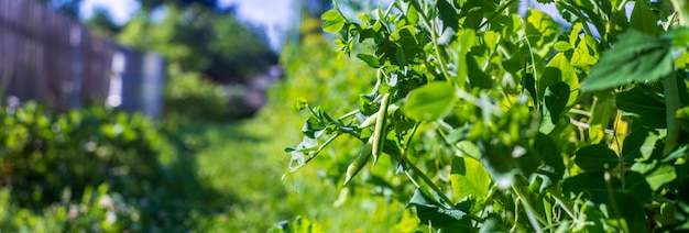 Pea crops planted in soil get ripe under sun Cultivated land close up with sprout Agriculture plant growing in bed row Green natural food crop