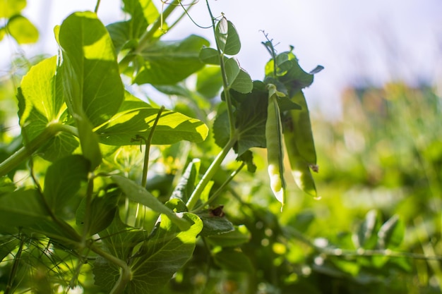 Pea crops planted in soil get ripe under sun Cultivated land close up with sprout Agriculture plant growing in bed row Green natural food crop