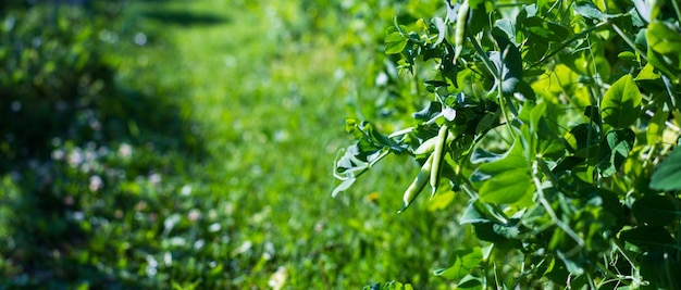 Pea crops planted in soil get ripe under sun Cultivated land close up with sprout Agriculture plant growing in bed row Green natural food crop