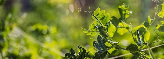 Pea crops planted in soil get ripe under sun Cultivated land close up with sprout Agriculture plant growing in bed row Green natural food crop