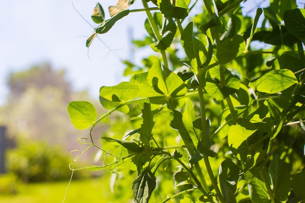 Pea crops planted in soil get ripe under sun Cultivated land close up with sprout Agriculture plant growing in bed row Green natural food crop