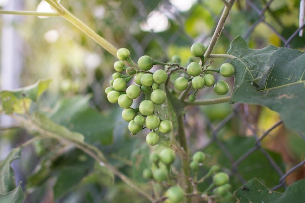 Pea eggplant on plant Vegetable food on nature background in Thailand Turkey berry