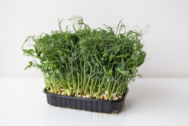 Pea microgreen sprouts