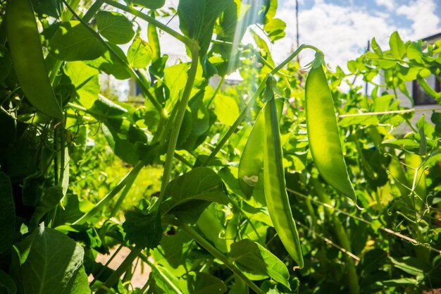 Photo pea pod stem and leaves of close up in the farm green fresh natural food crops gardening concept agricultural plants growing in garden beds