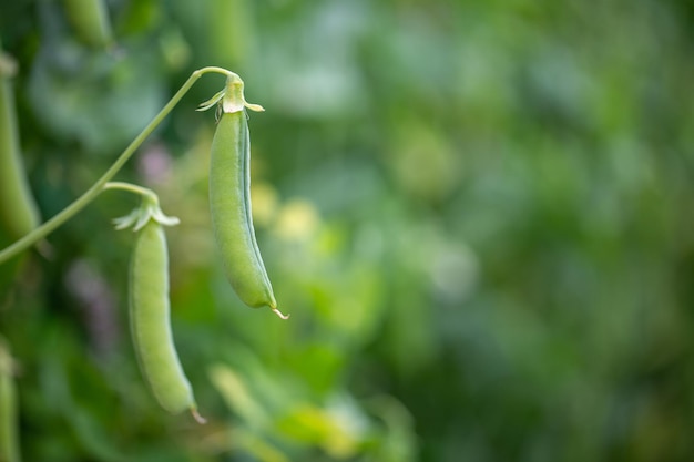 pea pods hanging on the bush with copy space