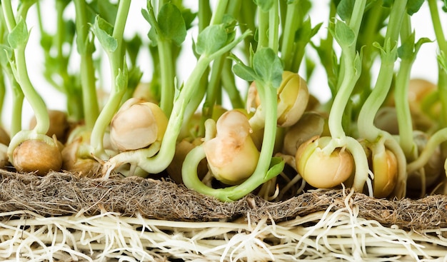 Pea seedlings on a linen rug for seedlings closeup