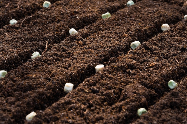 Pea seeds closeup on dark soil background copy space Selective focus