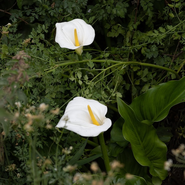 Peace Lillies Cala paiustris flowering in Polzeath Cornwall