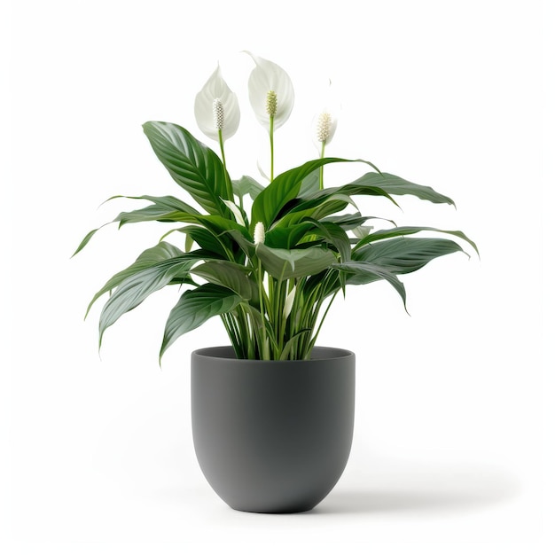 Photo a peace lily plant in a gray pot with white flowers the plant has dark green leaves