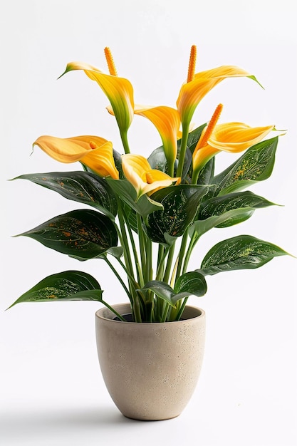 Peace lily plant in a pot against a white background